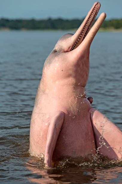 Amazon River Dolphin on Rio Negro